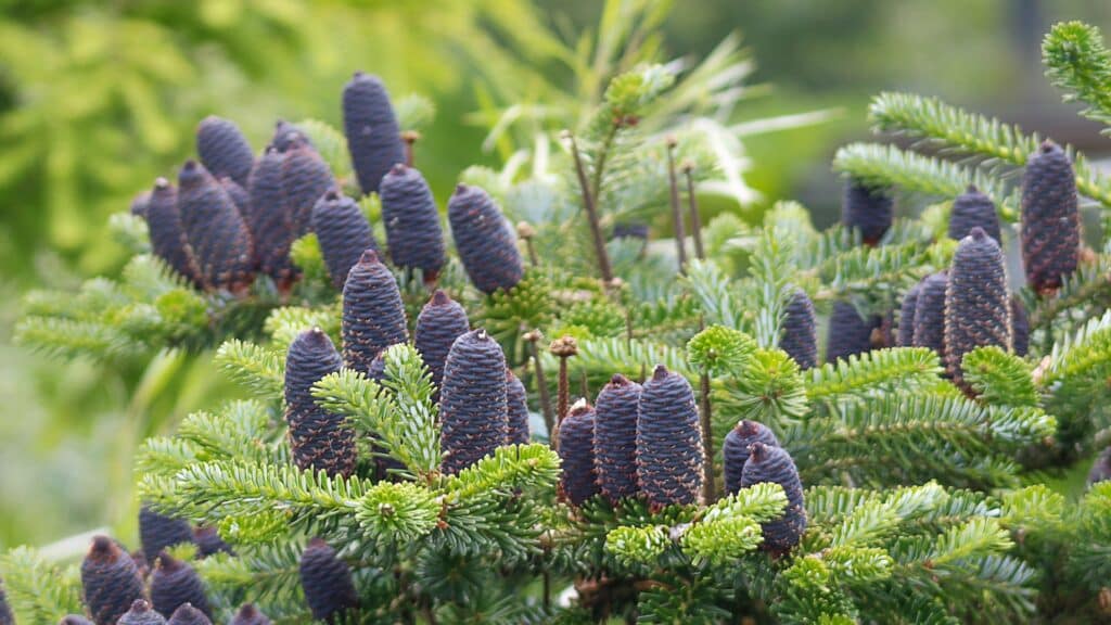 Trees We Care For Fir Trees in Michigan Fir Trees Treemendous Tree Care MI