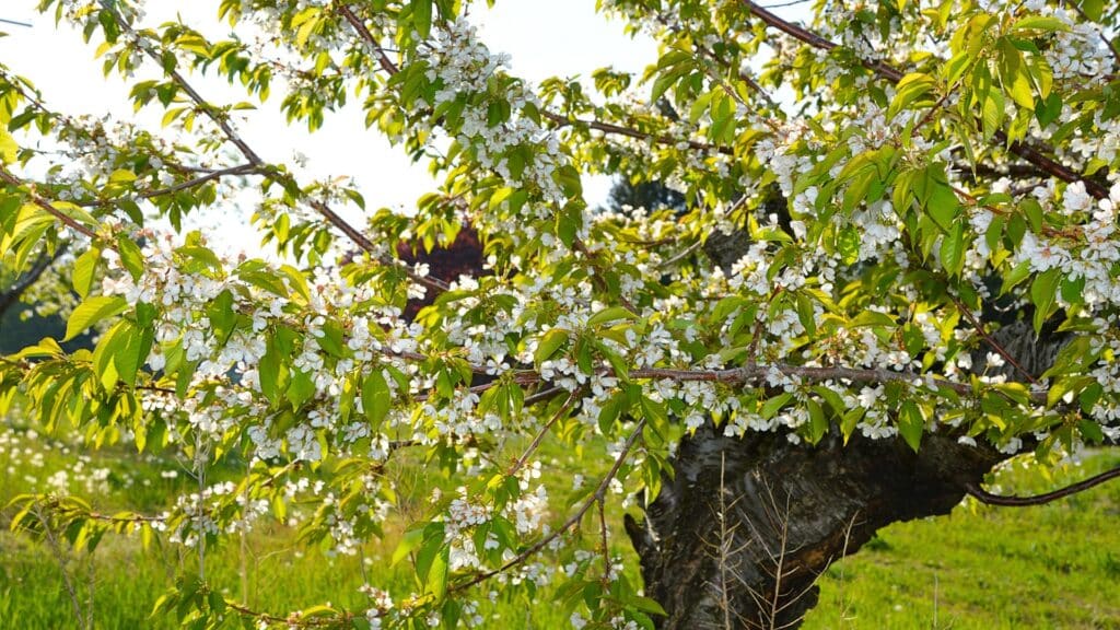 Trees We Care for Michigan Cherry Trees Cherry Tree Blossom Spring Treemendous Tree Care MI