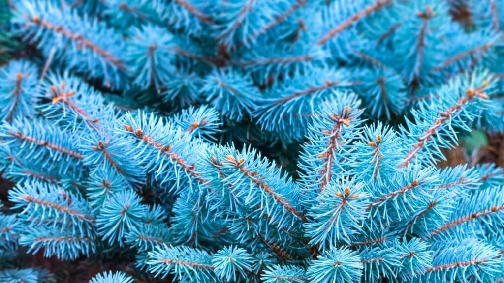 A Homeowner's Guide to Identifying Common Trees in Southeast Michigan Colorado Blue Spruce Treemendous Tree Care MI