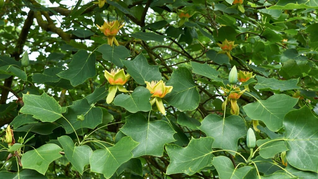 The Fastest Growing Trees for Michigan Yards Ones to Plant and Ones to Avoid Tuliptree Treemendous Tree Care MI