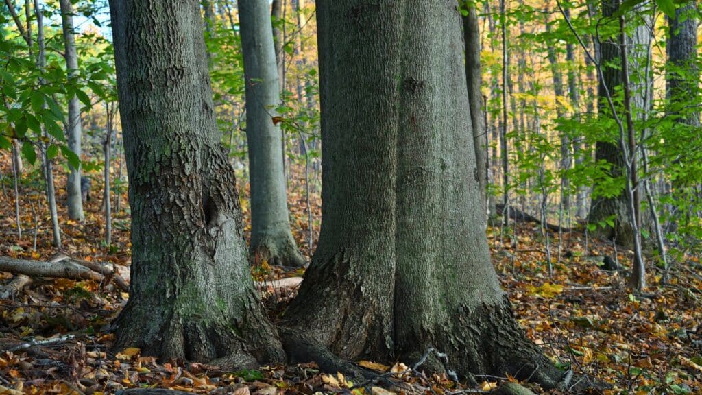 Michigan's Biggest and Oldest Trees A Tour American Beech Tree Treemendous Tree Care MI